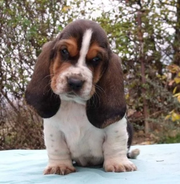 cuccioli di bassethound