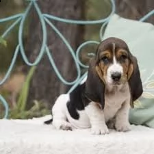 cuccioli di bassethound | Foto 0