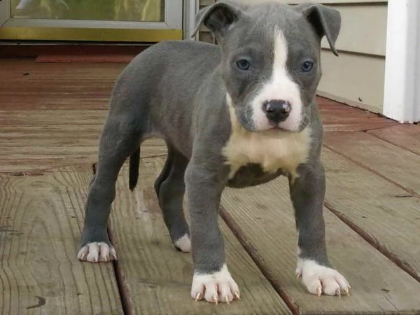 cuccioli di staffordscire bull terrier
