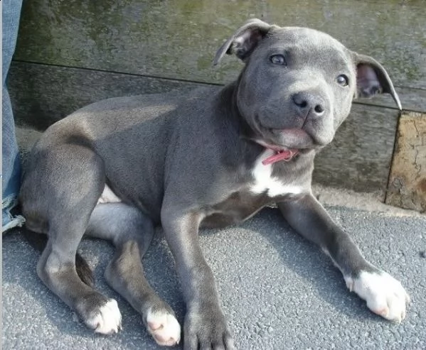 cuccioli di staffordscire bull terrier | Foto 0