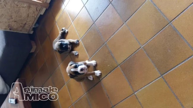 cuccioli di boxer colore fulvo