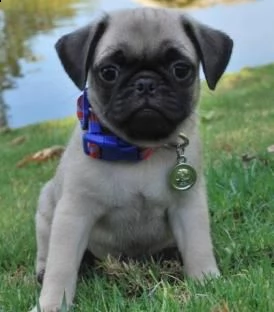 cuccioli di carlino | Foto 0