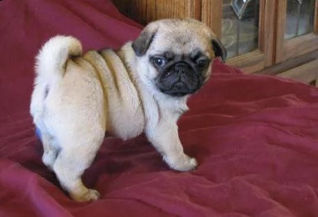 cuccioli di carlino