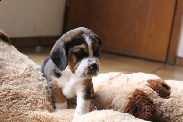 dolci cuccioli di beagle | Foto 0