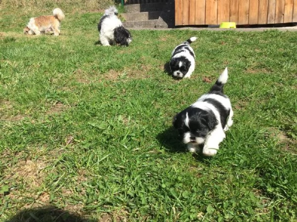 meravigliosi cuccioli di shih tzu