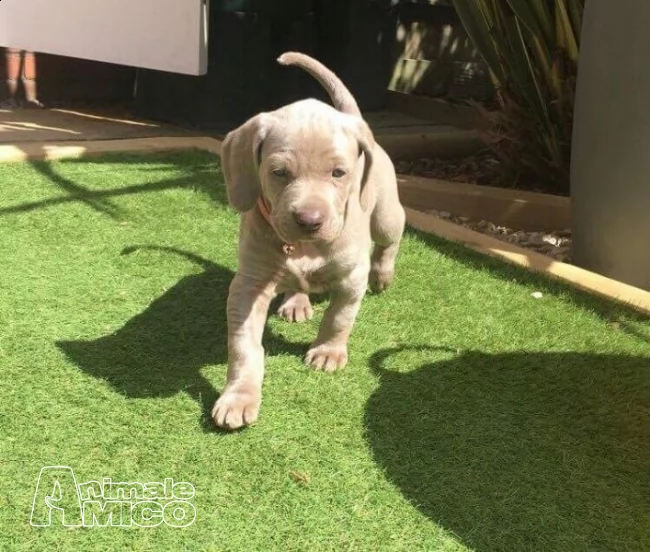 bellissimi cuccioliweimaraner  disponibili,
