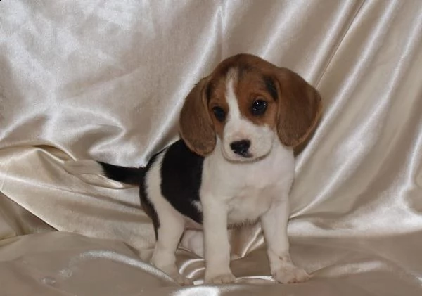  cuccioli di beagle | Foto 3