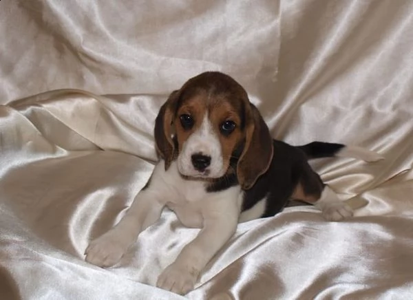  cuccioli di beagle