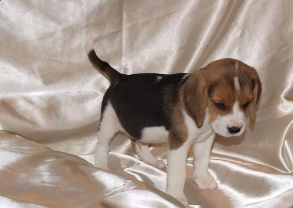  cuccioli di beagle | Foto 2