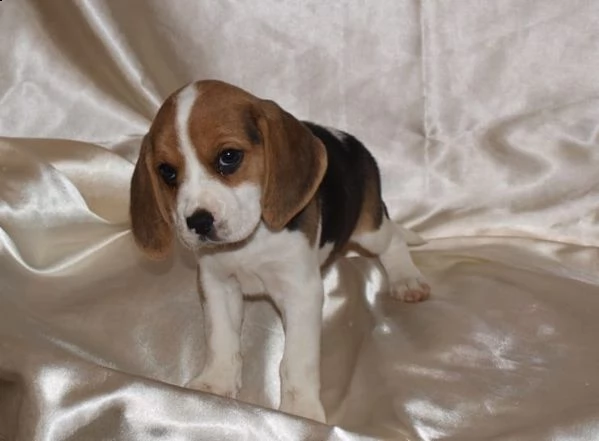  cuccioli di beagle | Foto 1
