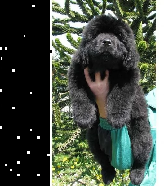 meravigliosi cuccioli di terranova