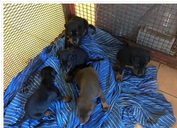 cuccioli di dobermann disponibili | Foto 0