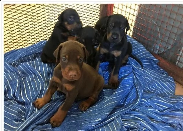 cuccioli di dobermann disponibili