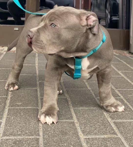 cuccioli pitbull alta genealogia