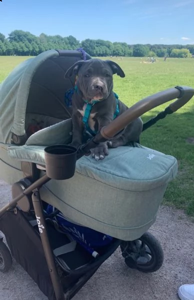 cuccioli pitbull alta genealogia | Foto 2