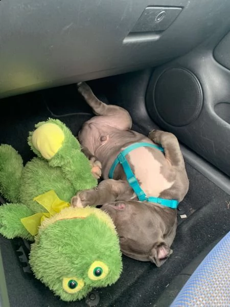 cuccioli pitbull alta genealogia | Foto 1