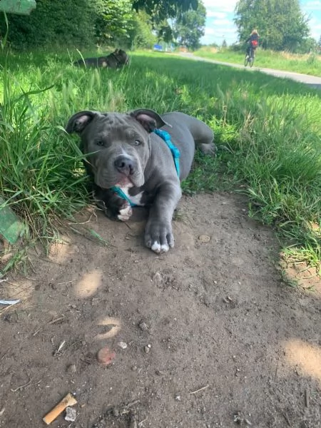 cuccioli pitbull alta genealogia | Foto 0