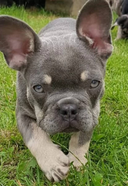 kuccioli bouledogue francesi con pedigree enci | Foto 4