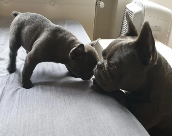 kuccioli bouledogue francesi con pedigree enci | Foto 3