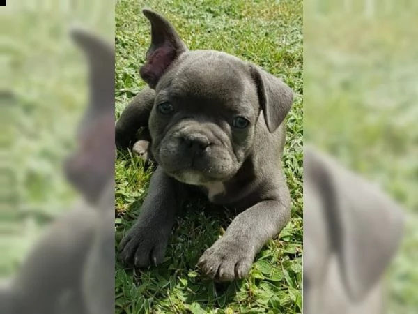 kuccioli bouledogue francesi con pedigree enci | Foto 2