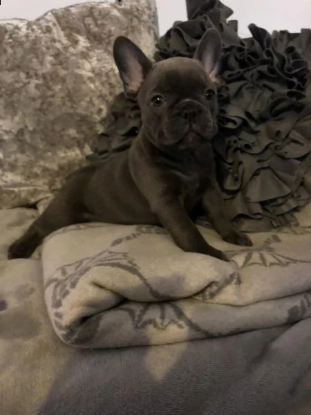 kuccioli bouledogue francesi con pedigree enci | Foto 1