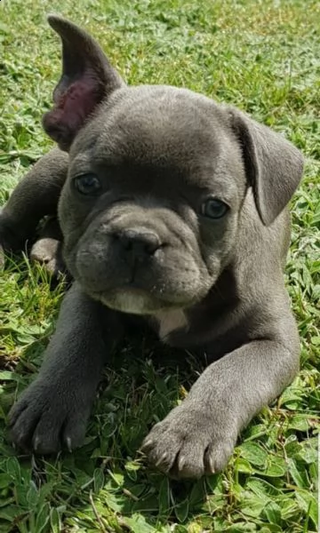 kuccioli bouledogue francesi con pedigree enci