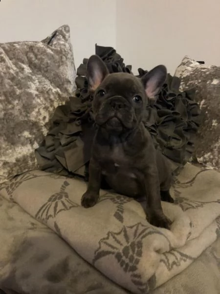 kuccioli bouledogue francesi con pedigree enci | Foto 0