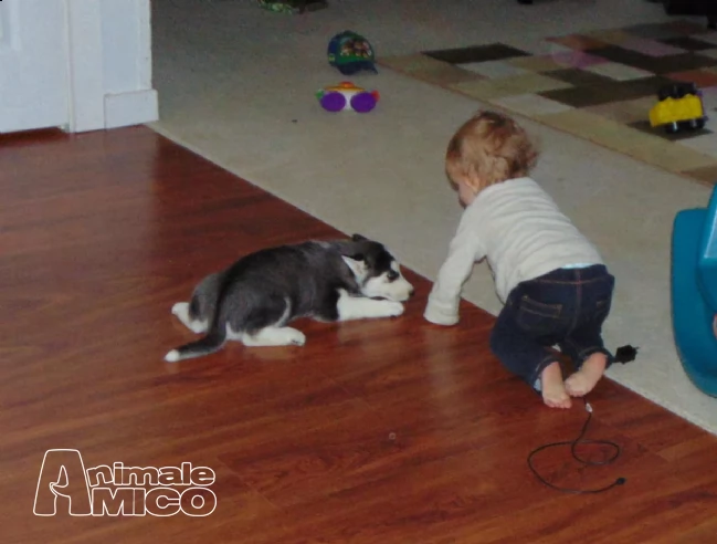 2 maschio e femmina siberian husky cuccioli