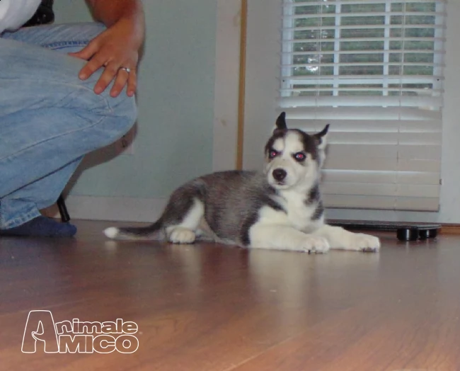 2 maschio e femmina siberian husky cuccioli | Foto 0
