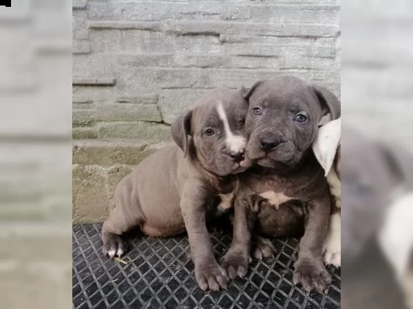 cuccioli pitbull alta genealogia
