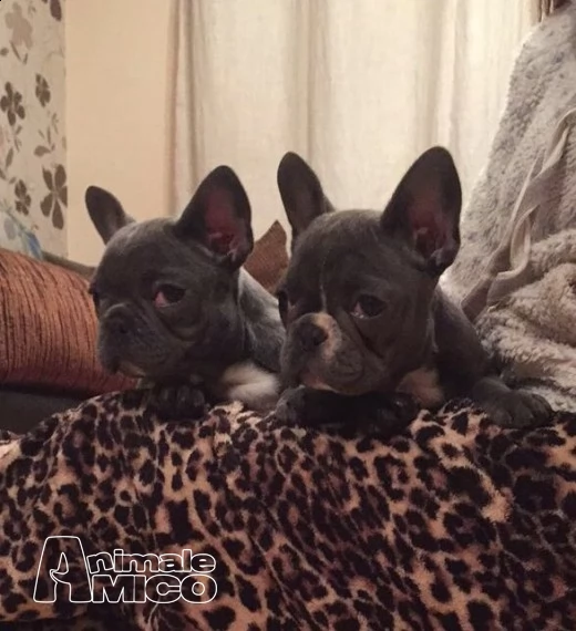 cuccioli di bulldog francesi sull'adozione