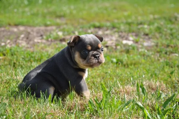 bouledogue francese cucciolata bianco neri e neri | Foto 7