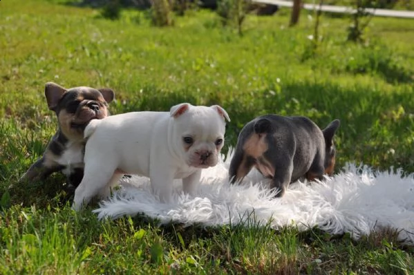 bouledogue francese cucciolata bianco neri e neri