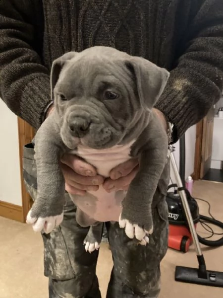 bouledogue francese cucciolata bianco neri e neri | Foto 6