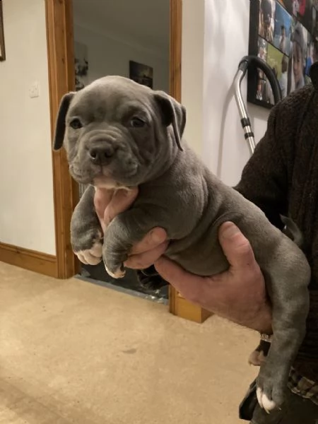 bouledogue francese cucciolata bianco neri e neri | Foto 4