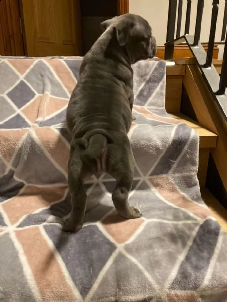 bouledogue francese cucciolata bianco neri e neri | Foto 3