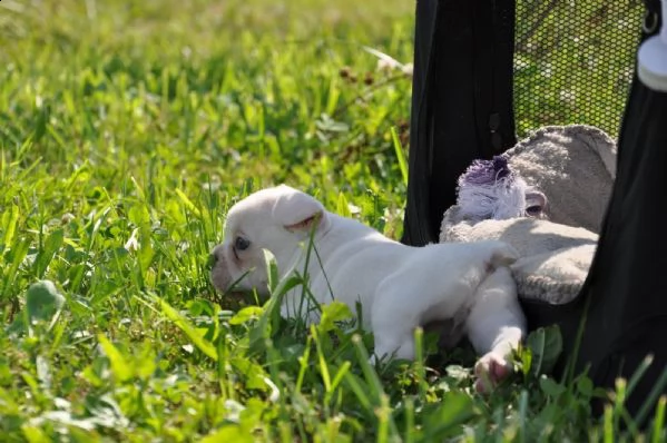 bouledogue francese cucciolata bianco neri e neri | Foto 2