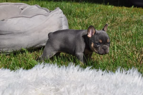 bouledogue francese cucciolata bianco neri e neri | Foto 1
