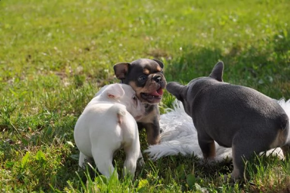 bouledogue francese cucciolata bianco neri e neri | Foto 0
