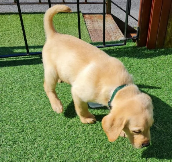 cucciolotti di labrador disponibili | Foto 11