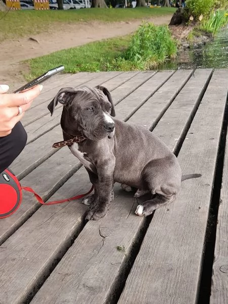 cucciolotti di labrador disponibili | Foto 10