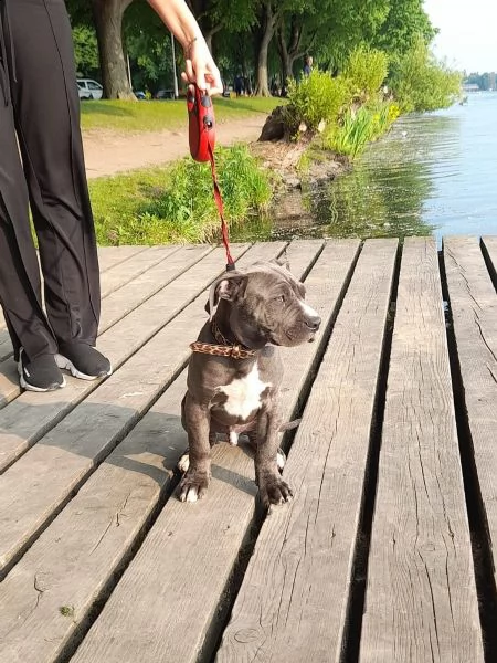 cucciolotti di labrador disponibili | Foto 9