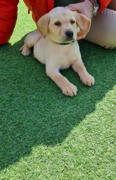 cucciolotti di labrador disponibili | Foto 8