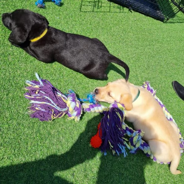 cucciolotti di labrador disponibili