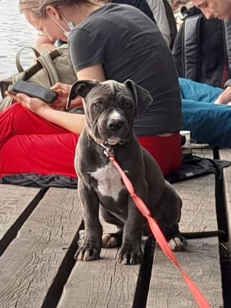 cucciolotti di labrador disponibili | Foto 7