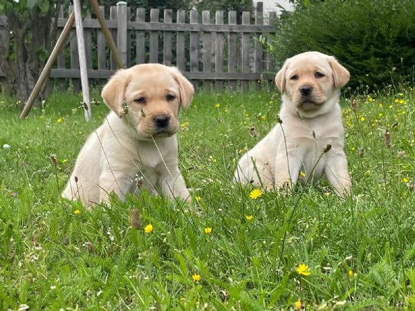 cucciolotti di labrador disponibili | Foto 6