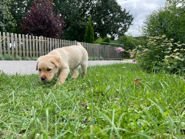 cucciolotti di labrador disponibili | Foto 5