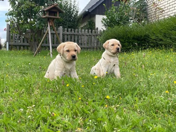 cucciolotti di labrador disponibili | Foto 4