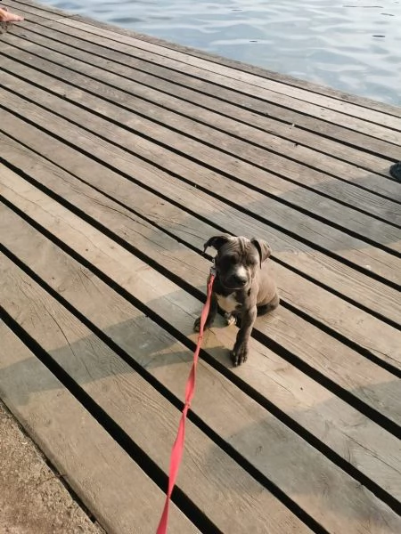 cucciolotti di labrador disponibili | Foto 3