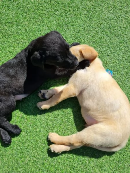 cucciolotti di labrador disponibili | Foto 1